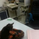 필립동물병원 이미지