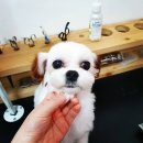 또오개