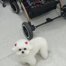 러브시티독