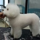 탑애견 이미지