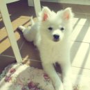 성신동물병원 이미지