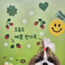 멍블리 펫 이미지