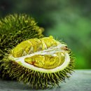 두리안 이미지
