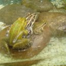 황금개구리 이미지