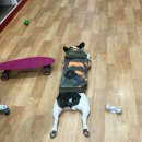 나밍밍 강아지네 이미지