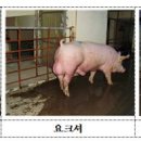 농협경제지주 종돈개량사업소 이미지