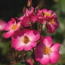 구 심청축제장제방 | (전남 곡성 여행) 2024 곡성 세계장미축제 기간, 입장료, 방문 후기