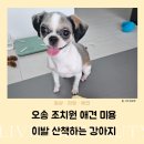 산책하는 강아지 | 오송 조치원애견미용 이발 산책하는 강아지