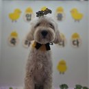 러닝독 스테이 이미지