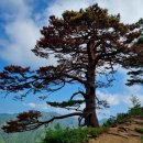 소나무 전경 이미지