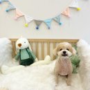 소희 스타일 독 이미지