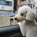 라포레동물메디컬센터 | [라포레동물메디컬센터] 7살 푸들 첫 건강검진 후기