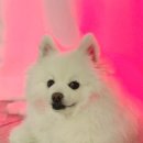 레이 펫 이미지