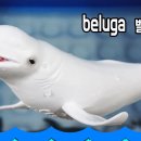 벨루가
