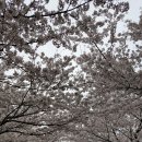 낙동제방 이미지