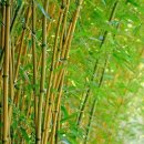 단소 대금 소금 이미지