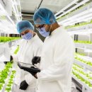 사리농장 이미지