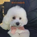 펫어디가 이미지