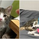 행복해질 개 이미지