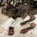 묘생역전 이미지