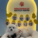 무무유치원 | 강아지 유치원 입학 후기｜포메라니안 서따띠씨의 3살 새 학기 첫날(입학사진+알림장)