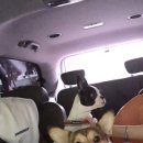 로이펫택시 이미지