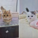 창원고양이분양 퍼스트캣 창원점 | 창원고양이분양 퍼스트캣 창원점에서 최고의 고양이를 만나다!