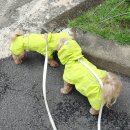 핸독 | 핸독 강아지 우비 비 오는 날 강아지 산책하기 좋은 비옷