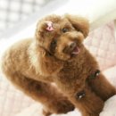 피앤피메디칼 이미지