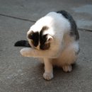 고양이세수 이미지