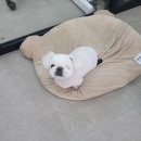 퐁실하개 이미지