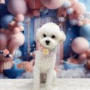 쿨독펫샵 이미지