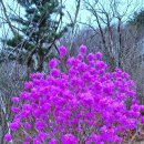 백의민족 이미지