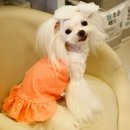 해시도그 이미지