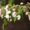 사과꽃 향기는 바람 이미지