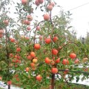화강농장 네이버블로그