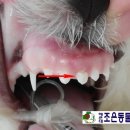 조은나무병원