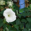 털독말풀 Datura innoxia Mill.(완성) 이미지