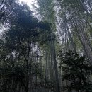 여우사람 | 교토 버스투어 당일치기 일일투어 여우신사 청수사 도게쓰교 치쿠린 엔데이트립 내돈내산 후기