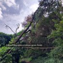 늘푸른숲 이미지