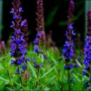 블루세이지 이미지