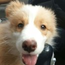 봉주르봉구 이미지