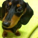 정종합동물병원 이미지