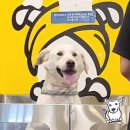 개목욕탕 | 무인애견 강아지셀프목욕, 겟풀 율동공원점 ; 대형견 '마음이' 셀프미용시키고, 셀프목욕까지 멍빨후기
