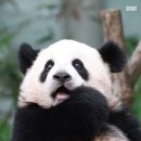 굿플러스마트 | 홈플러스 장 본 거 왔다 / 추천템 하나 / 별거 없음 주의 /