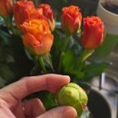 장미네농장 | 농라 생금농장 장미