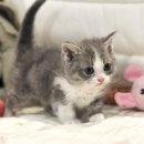 이마트24 고창병원점 | 고창고양이분양 울산에서 직접 이동하는 이동분양 후기!