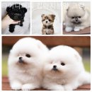 타이니퍼피 강아지분양 고양이분양 서울송파 이미지