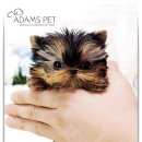 김제강아지 이미지