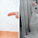 냥이시대 이미지